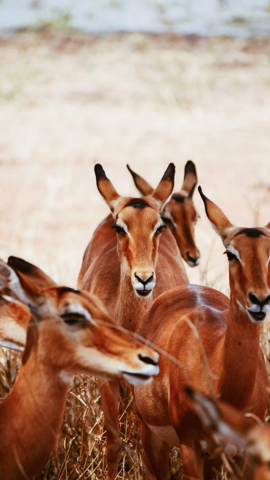 Safaris